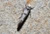 Paraswammerdamia nebulella